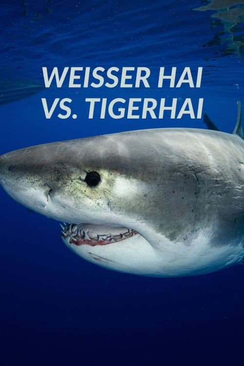 Weißer Hai vs. Tigerhai