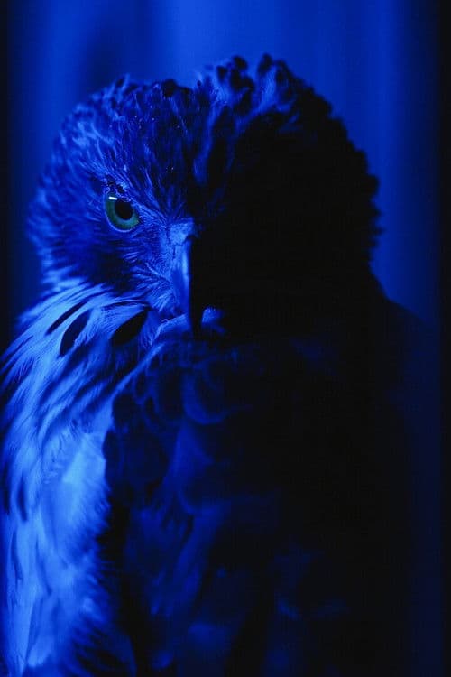 鷹（たか）を継ぐもの