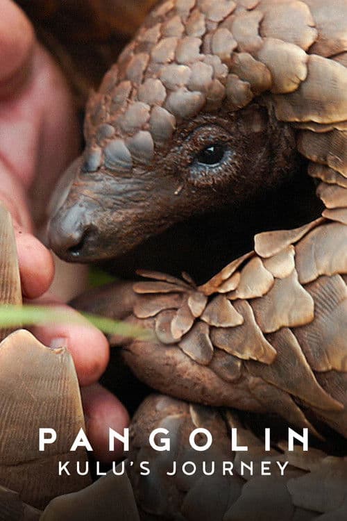 Pangolin: Kulus Weg