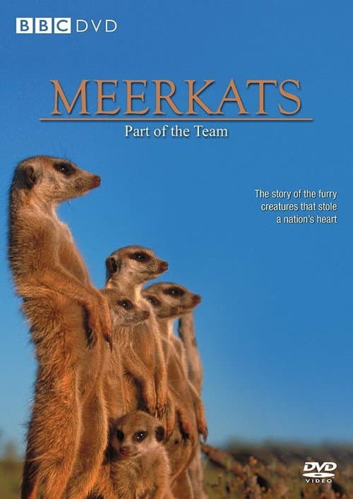 Die Kalahari-Gang - Erdmännchen unter sich