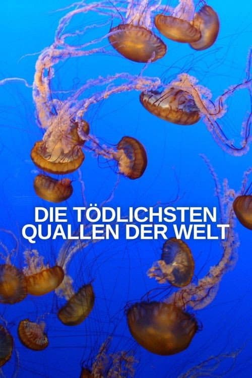 Die tödlichsten Quallen der Welt