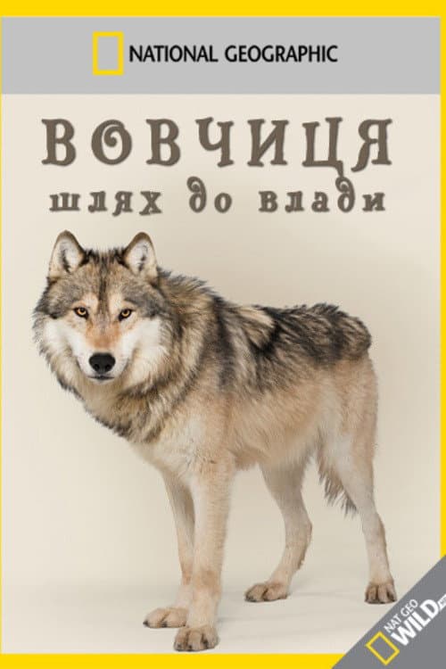 Wild Yellowstone: She Wolf