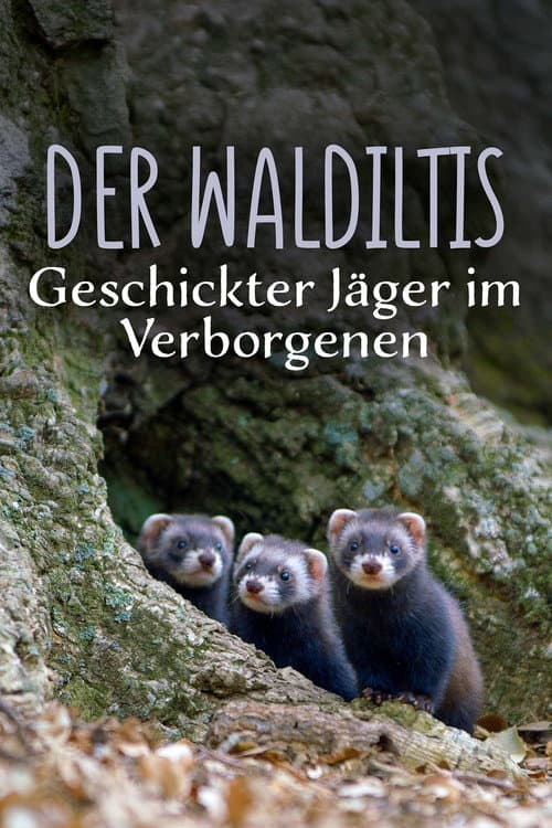 Der Waldiltis: Geschickter Jäger im Verborgenen