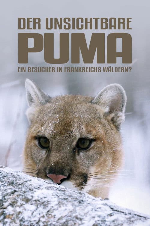 Der unsichtbare Puma - Ein Besucher in Frankreichs Wäldern?