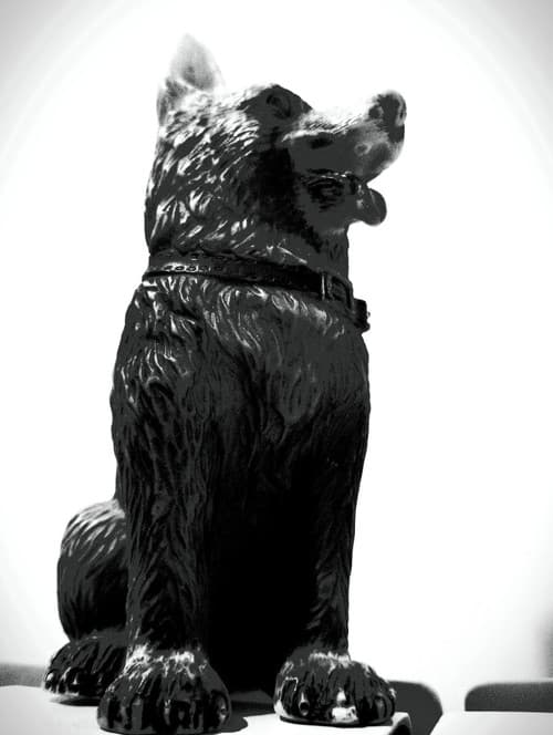 سگ کوچه سرندی