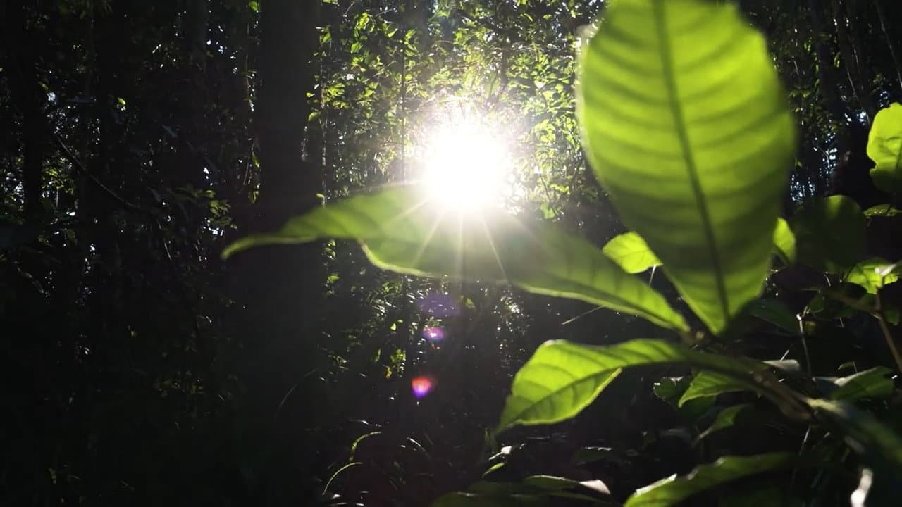 Backdrop – Documentário Brasil Tupinambá
