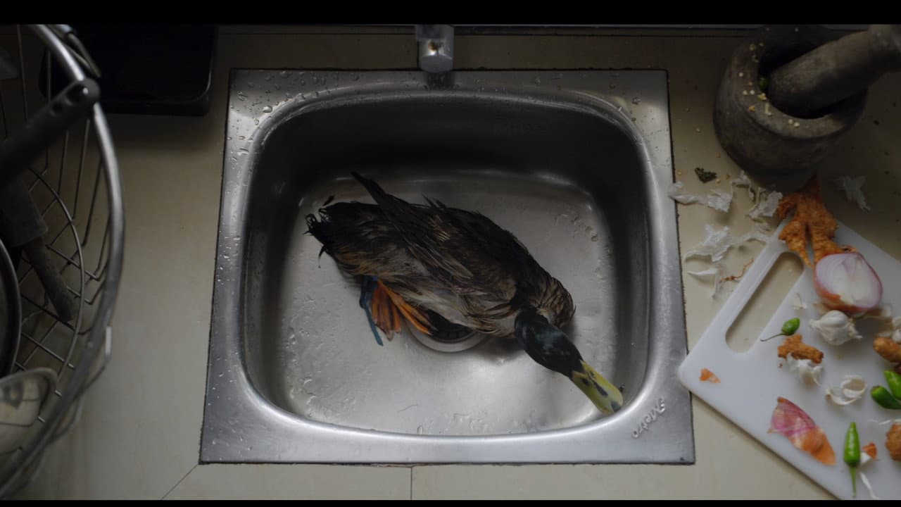 Backdrop – a duck tale