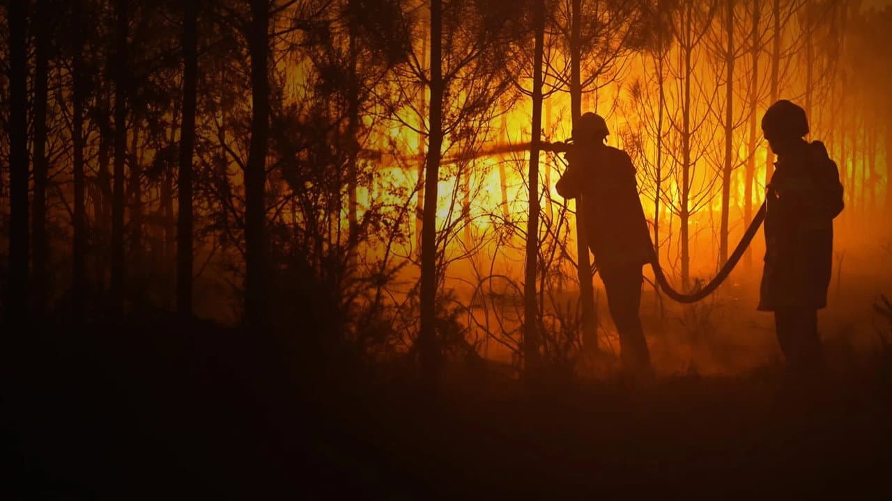 Backdrop – Sauvons nos Forêts