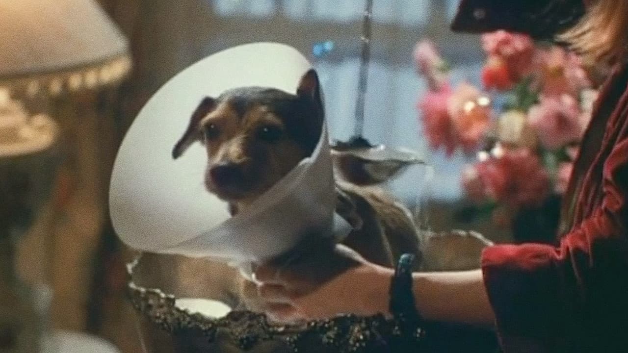 Backdrop – Every Dog Has Its Day