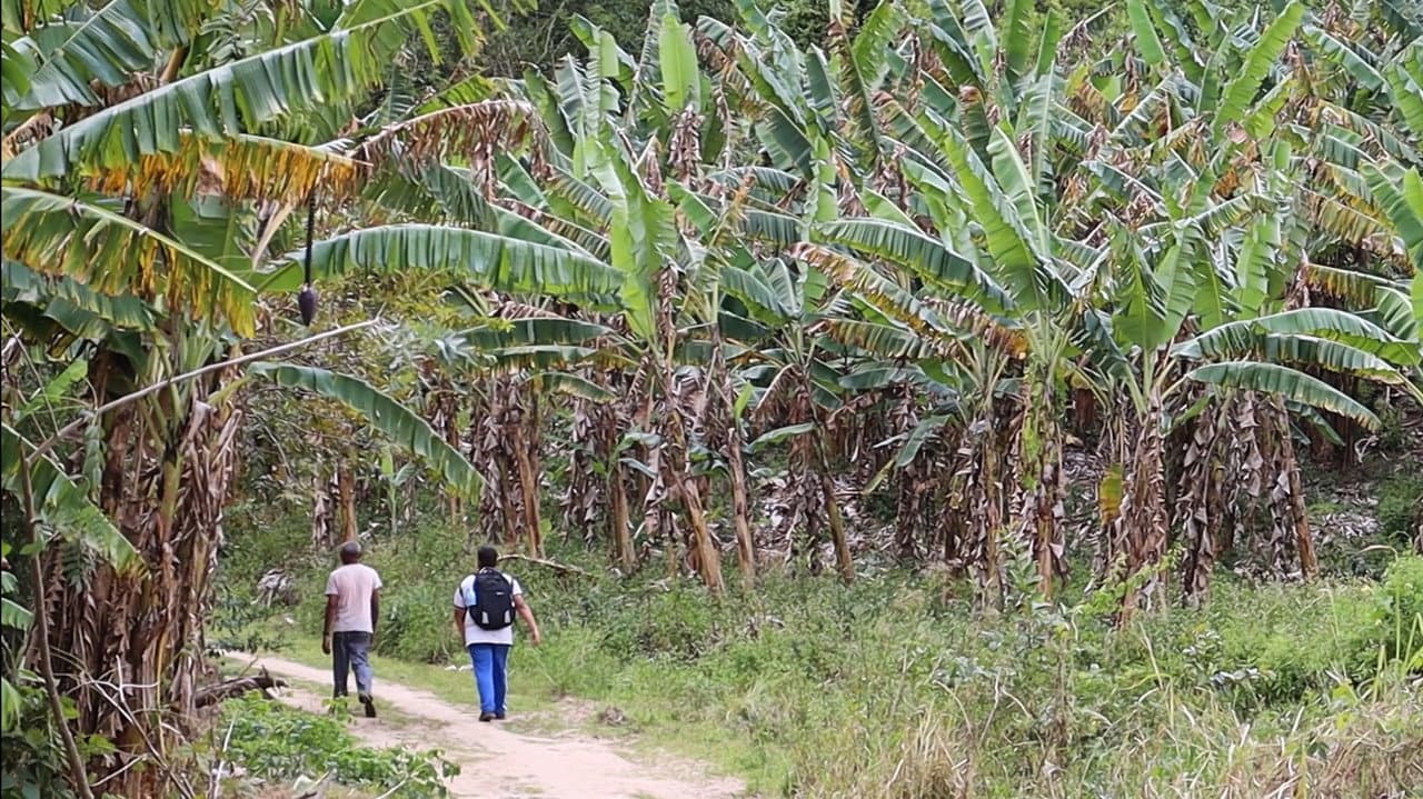 Backdrop – De cativo a liberto: da usina ao assentamento