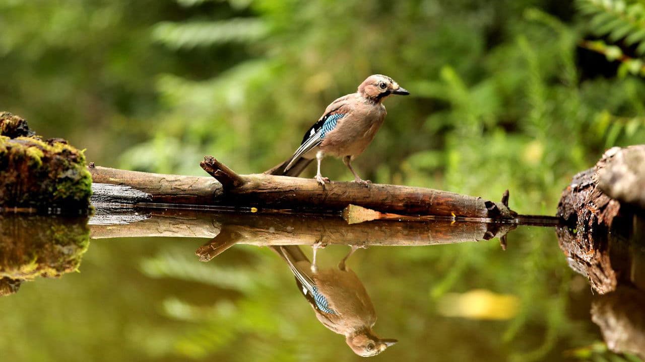 Backdrop – Das grüne Wunder - Unser Wald