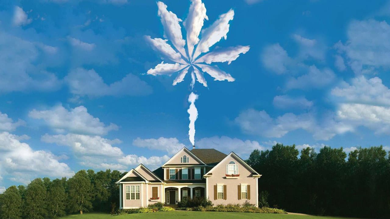 Backdrop – Operation Marijuana