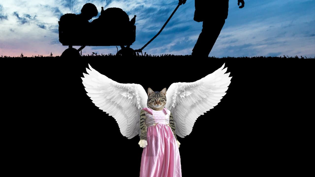 Backdrop – Danke tote Katze